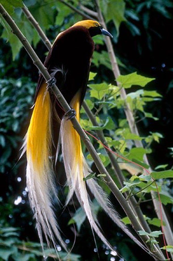 LESSER-BIRD-OF-PARADISE.jpg