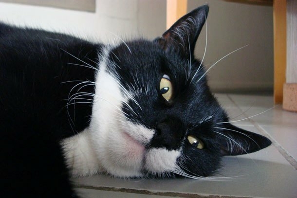 MOGGIE.jpg