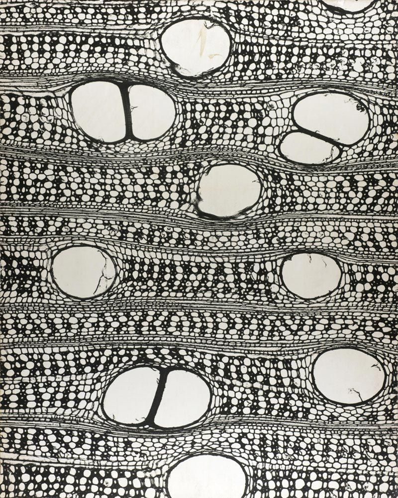 Interior spread from The New Landscape in Art and Science by György Kepes, Paul Theobald 1956